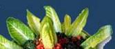 Tabbouleh: Salad made with bulgur wheat and finely chopped scallions, tomatoes, mint, and parsley.